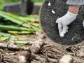 Ręka w rękawiczce sadzi ząbek czosnku. Dowiedz się, czym zaprawiać czosnek przed sadzeniem, by uzyskać obfite plony.