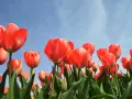 Rozległy pole tulipanów w jaskrawych odcieniach czerwieni, z błękitnym niebem w tle.