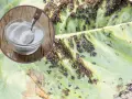 Soda na mszyce. Na zielonym liściu widać mnóstwo mszyc. W okręgu miseczka z sodą i łyżeczka.