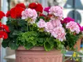 Kwitnące pelargonie w donicy. Czy pelargonie można podlewać drożdżami? Te piękne kwiaty zasługują na najlepszą pielęgnację.