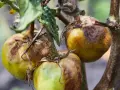 Pomidory z brązowymi plamami i uschniętymi liśćmi, pokazujące jak wygląda zaraza ziemniaczana na pomidorach.