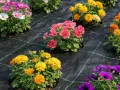 Kolorowe kwiaty posadzone na czarnej biowłókninie, która zapobiega wzrostowi chwastów.