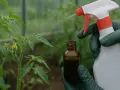 Ręce w zielonych rękawiczkach trzymają buteleczkę z płynem i opryskiwacz, z którego wydobywa się mgiełka nad młodą rośliną pomidora.