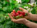 Jaki nawóz do poziomek? Sprawdź najlepsze opcje dla obfitych plonów