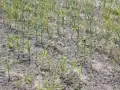 Pole młodego czosnku z widocznymi objawami chorób, liście żółkną i więdną.