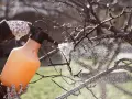 Wiosenne opryski drzew owocowych to klucz do zdrowych plonów. Ręczny opryskiwacz z pomarańczowym płynem rozpyla mgiełkę na nagie gałęzie, chroniąc je przed chorobami i szkodnikami.