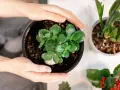 Zielone liście kalanchoe, pokryte kropelkami wody, czekają na ponowne kwitnienie.