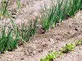 Młode szczypiorki rosną w rzędach na ziemi. Zastanawiasz się, co siać po cebuli? Oto odpowiedź w naturze.