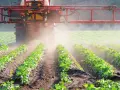 Traktor opryskuje pole młodymi ziemniakami. Czy to glifosat co to za środek?