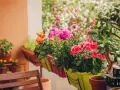 Kolorowe kwiaty na balkon zachodni: różowe dalie, czerwone pelargonie i pomarańczowe róże w donicach.