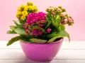Kalanchoe kwiaty w doniczce: żółte, różowe i fuksjowe, z kroplami wody na liściach, na tle różowej ściany.
