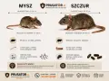 Porównanie myszy i szczura: rozmiary, cechy, odchody. Dowiedz się, jak wytępić szczury, rozpoznając gatunek.
