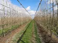 Rząd młodych drzewek owocowych w sadzie. Optymalna mospilan temperatura stosowania zależy od fazy rozwoju roślin.