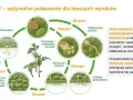 Cykl życia patogenu roślinnego z użyciem proplant. Schemat pokazuje zarodnikowanie, kiełkowanie, infekcję i rozwój grzybni.