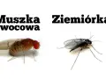 Muszka owocowa i ziemiórka, dwa rodzaje drobnych owadów, które mogą pojawić się w pobliżu kwiatów.