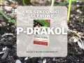 P-DRAKOL - ekologiczny preparat na pędraki i nicienie. Ogranicza uszkodzenia trawnika i stymuluje rozwój systemu korzeniowego.