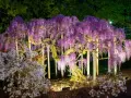 Wspaniała wisteria w donicy, oświetlona nocą, tworzy fioletowy wodospad kwiatów. Obok kwitną azalie.