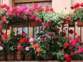 Balkon pełen kwitnących pelargonii w odcieniach różu i czerwieni. Idealne kwiaty na balkon, tworzące barwną kaskadę.