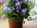 Urocza campanula w doniczce, obsypana licznymi fioletowymi dzwoneczkami, tworzy bujną, zieloną kaskadę.