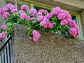 Kaskada różowych kwiatów hortensji zdobi balkon, dodając mu uroku.
