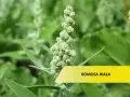 Zielona, kłująca komosa chwast z drobnymi kwiatostanami.