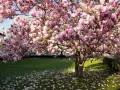 Kwiaty magnolii w doniczce tworzą różowy dywan na trawniku.