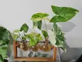 Różnorodne syngonium odmiany w szklanych wazonach, z liśćmi w odcieniach zieleni i bieli, na tle białej ściany.