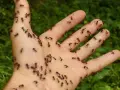 Dłoń pokryta mrówkami. Zastanawiasz się, co odstrasza mrówki? Może zapach cytrusów lub cynamonu?