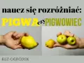 Naucz się rozróżniać: pigwa (duży, żółty owoc) czy pigwowiec (małe, zielone owoce).