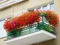 Balkon pełen kwitnących pelargonii w odcieniach czerwieni i różu. Te piękne kwiaty doniczkowe cieniolubne tworzą barwną kaskadę.