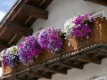 Balkon z drewnianą balustradą ozdobiony obficie kwitnącymi petuniami w kolorach białym, fioletowym i niebieskim.