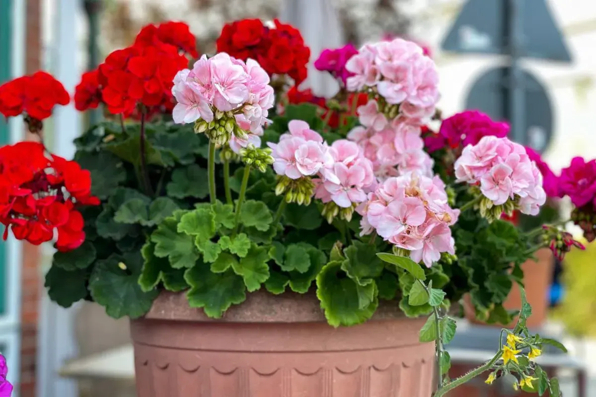 Kwitnące pelargonie w donicy. Czy pelargonie można podlewać drożdżami? Te piękne kwiaty zasługują na najlepszą pielęgnację.