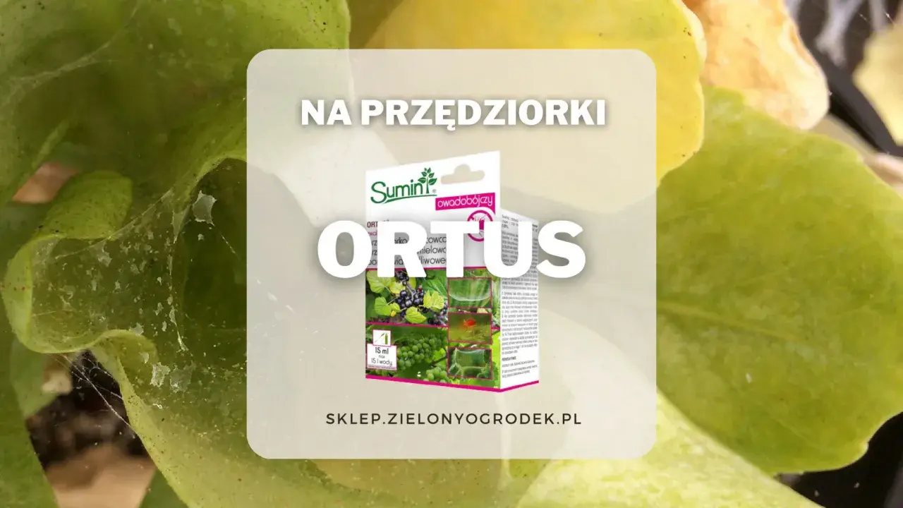 Opakowanie środka na przędziorki Ortus 05 SC. Sprawdź dawkowanie na stronie sklepu zielonyogrodek.pl.