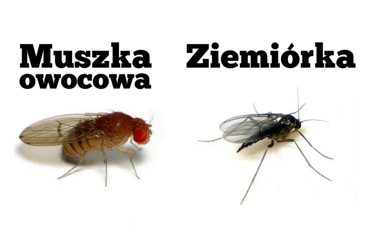Muszka owocowa i ziemiórka, dwa rodzaje drobnych owadów, które mogą pojawić się w pobliżu kwiatów.