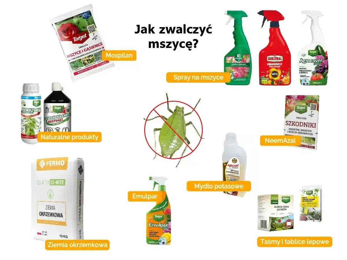 Oprysk na mszyce kiedy stosować? Mospilan, spraye, NeemAzal, mydło potasowe, Emulpar to środki do walki z mszycami.