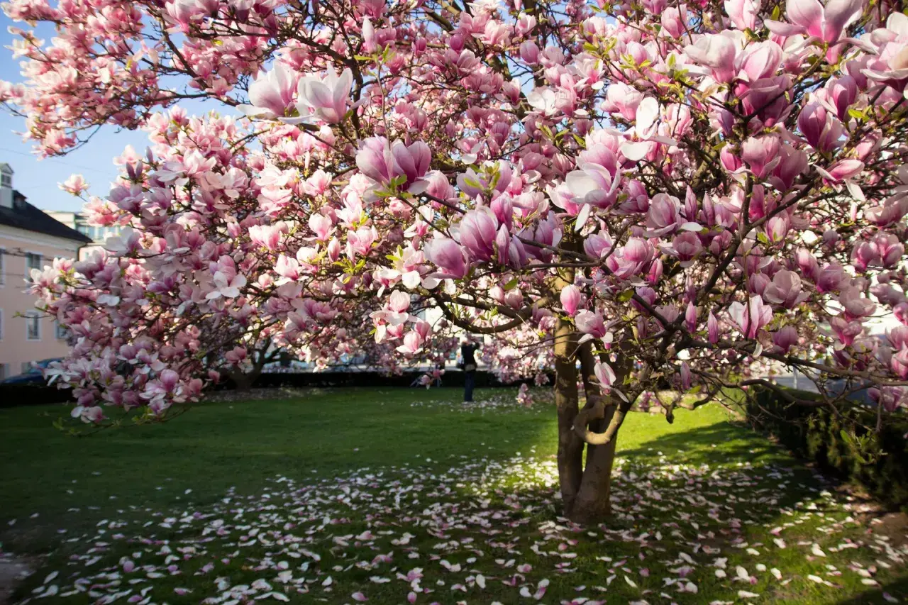 Kwiaty magnolii w doniczce tworzą różowy dywan na trawniku.