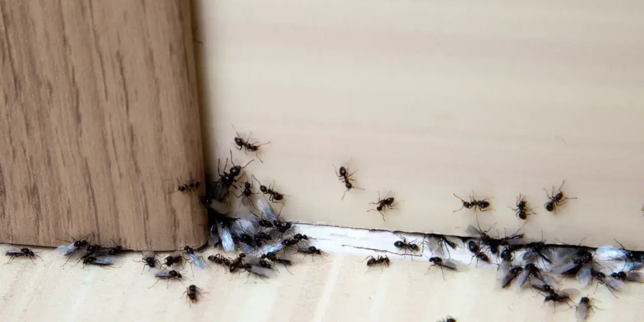 Rój mrówek z czarnymi skrzydłami zbliża się do drewnianej powierzchni. Może cynamon na mrówki zadziała?