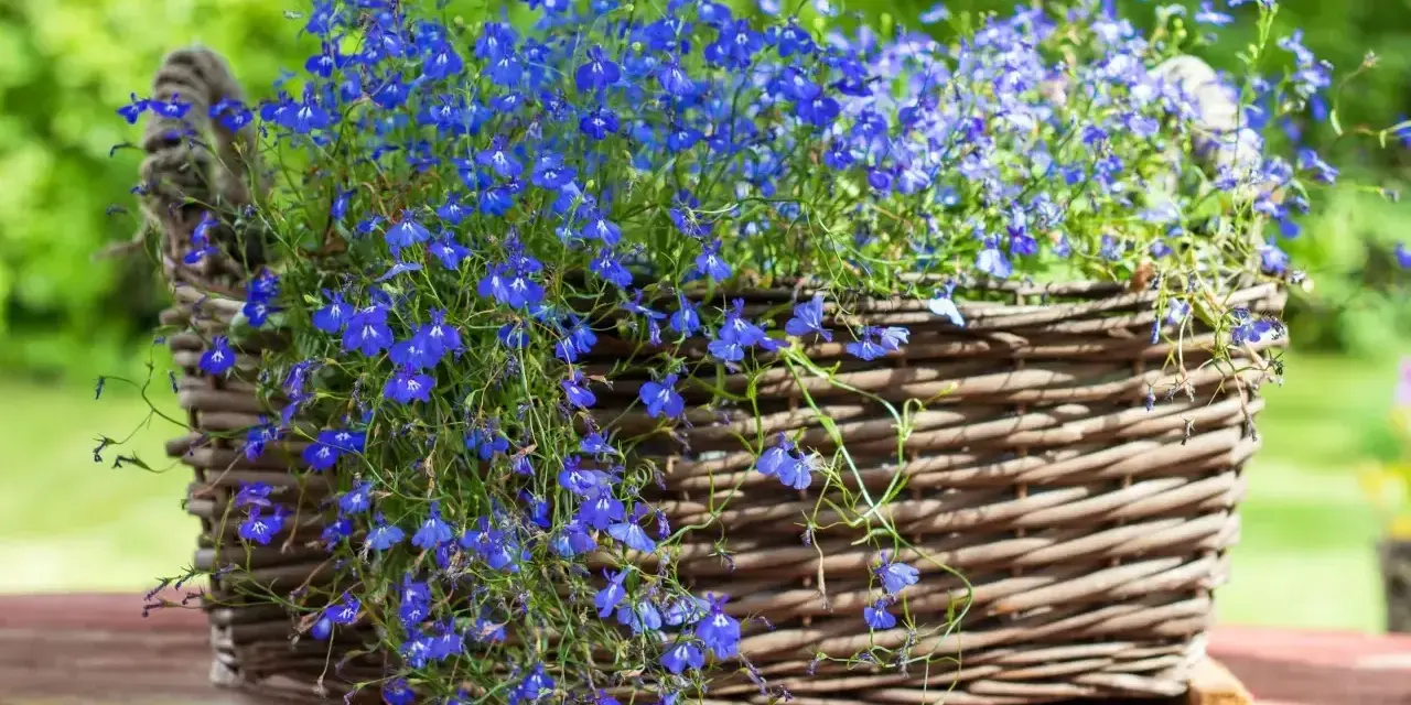 Niebieska lobelia w wiklinowym koszu, idealna do kompozycji z innymi roślinami. Z czym łączyć lobelię, by stworzyć zachwycające aranżacje?