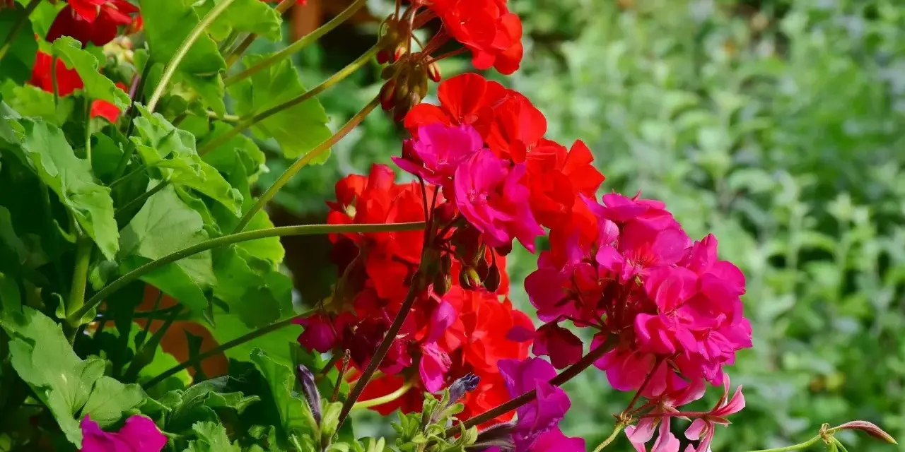 Kwiaty na balkon słoneczny: czerwone i fuksjowe pelargonie oraz fioletowe petunie tworzą barwną kompozycję.