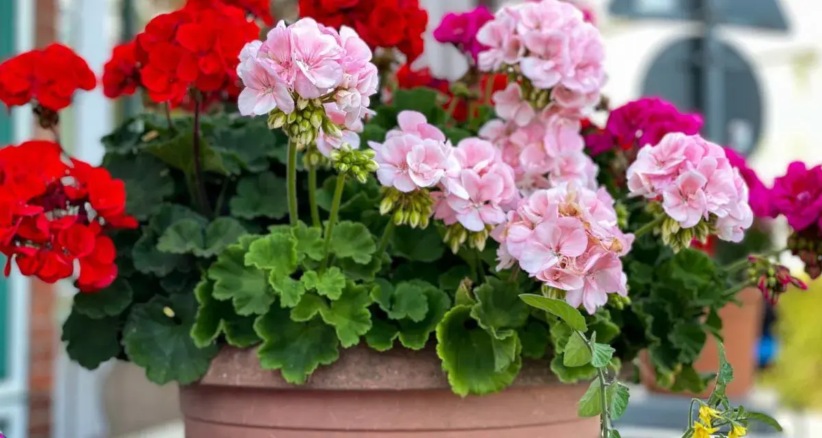 Kwitnące pelargonie w donicy. Czy pelargonie można podlewać drożdżami? Te piękne kwiaty zasługują na najlepszą pielęgnację.