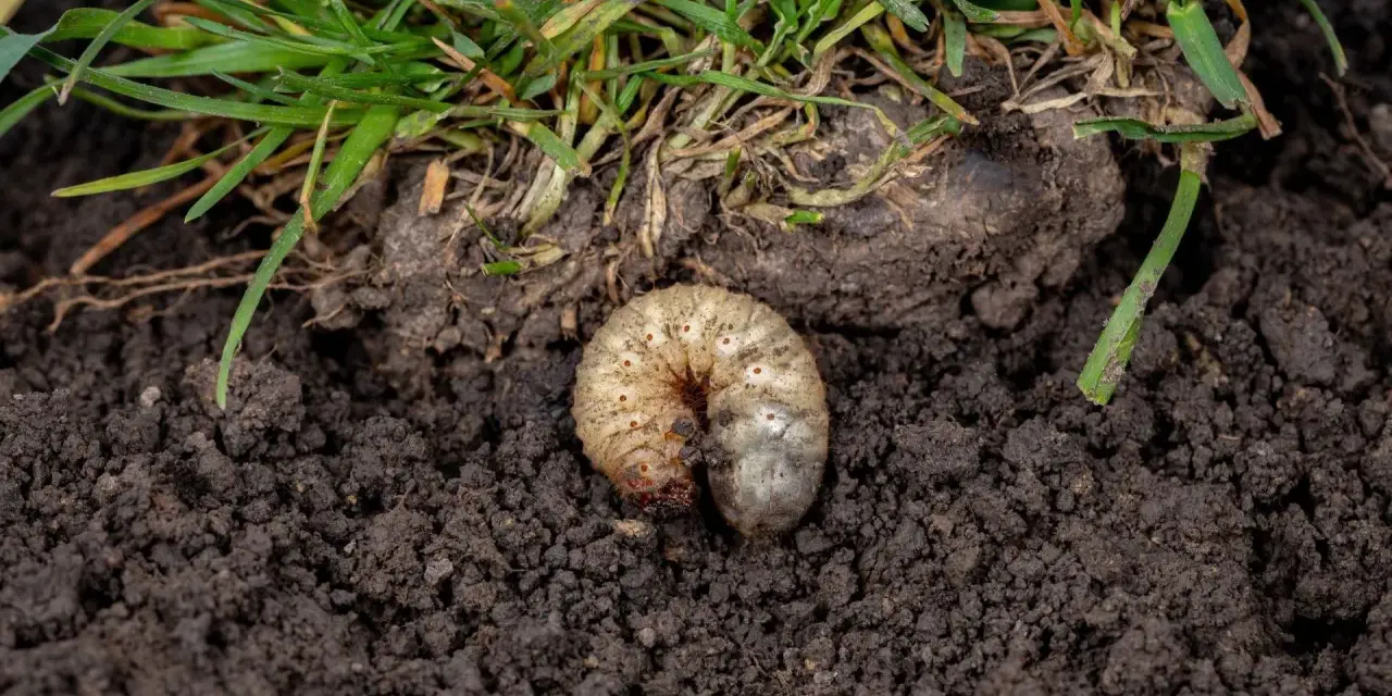 Pędraki w trawniku objawy: biała, kręta larwa żerująca w ziemi pod zieloną trawą.