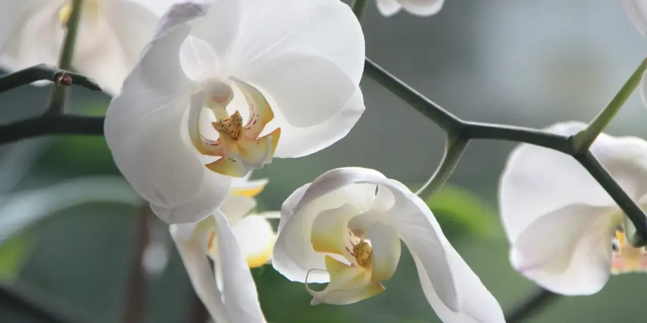 Delikatne białe kwiaty storczyka, zwane też orchideami, zwisają z zielonej łodygi.