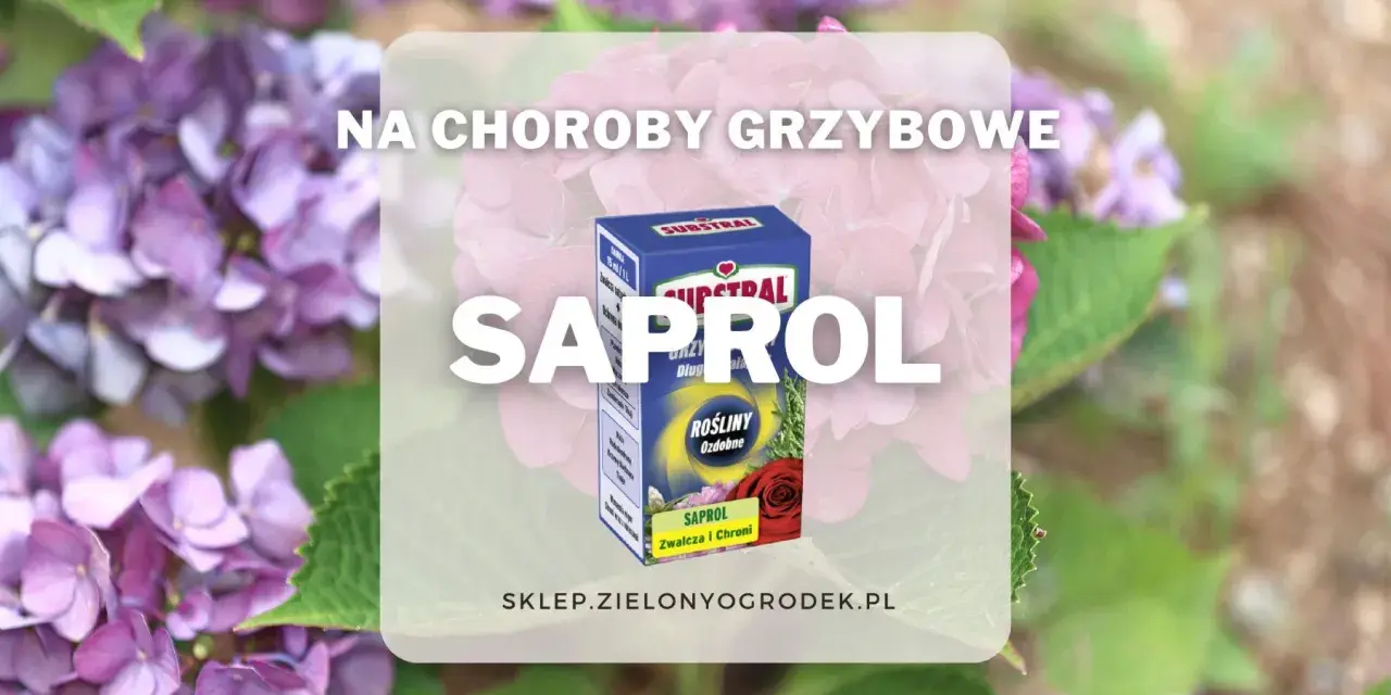 Pudełko preparatu Saprol na tle kwitnących hortensji.