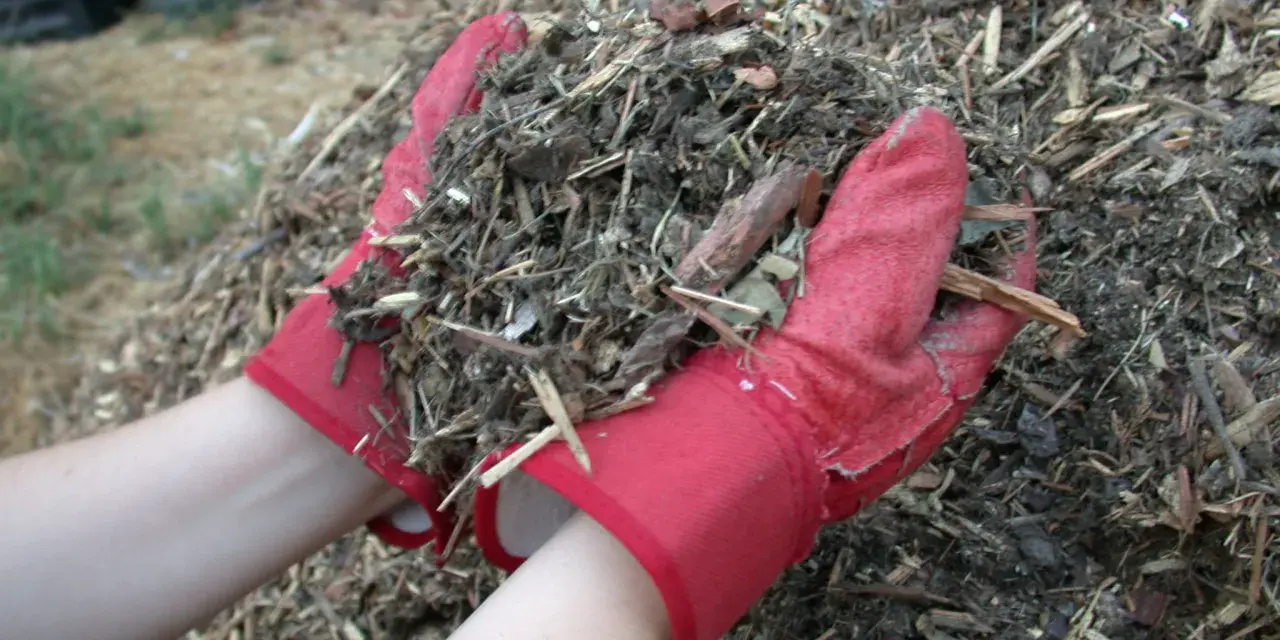 Ręce w czerwonych rękawiczkach trzymają garść materiału, który posłuży jako mulcz.