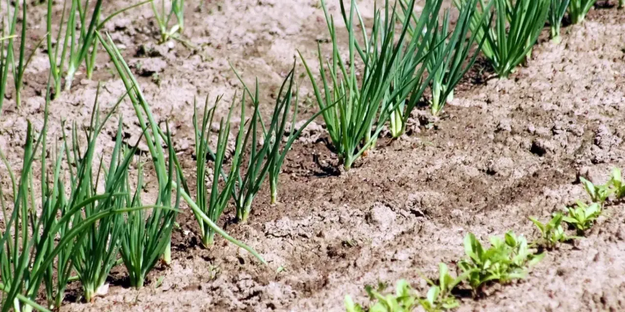 Młode szczypiorki rosną w rzędach na ziemi. Zastanawiasz się, co siać po cebuli? Oto odpowiedź w naturze.