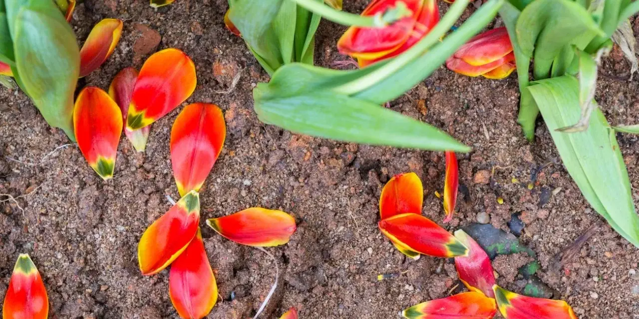 Czerwono-żółte płatki tulipanów po przekwitnięciu leżą na ziemi, tworząc barwny dywan.