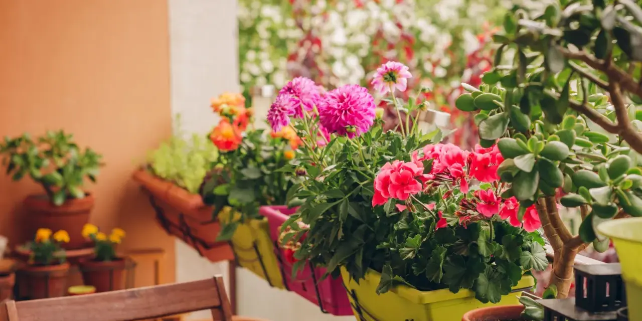 Kolorowe kwiaty na balkon zachodni: różowe dalie, czerwone pelargonie i pomarańczowe róże w donicach.