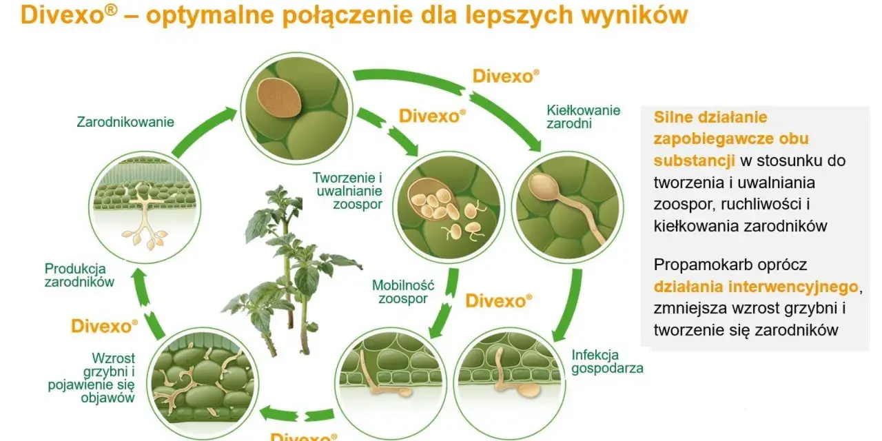 Cykl życia patogenu roślinnego z użyciem proplant. Schemat pokazuje zarodnikowanie, kiełkowanie, infekcję i rozwój grzybni.