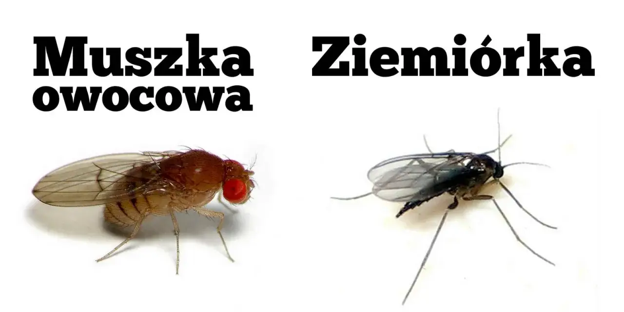 Muszka owocowa i ziemiórka, dwa rodzaje drobnych owadów, które mogą pojawić się w pobliżu kwiatów.
