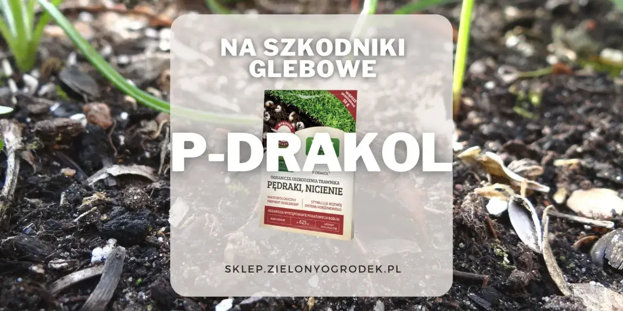 P-DRAKOL - ekologiczny preparat na pędraki i nicienie. Ogranicza uszkodzenia trawnika i stymuluje rozwój systemu korzeniowego.